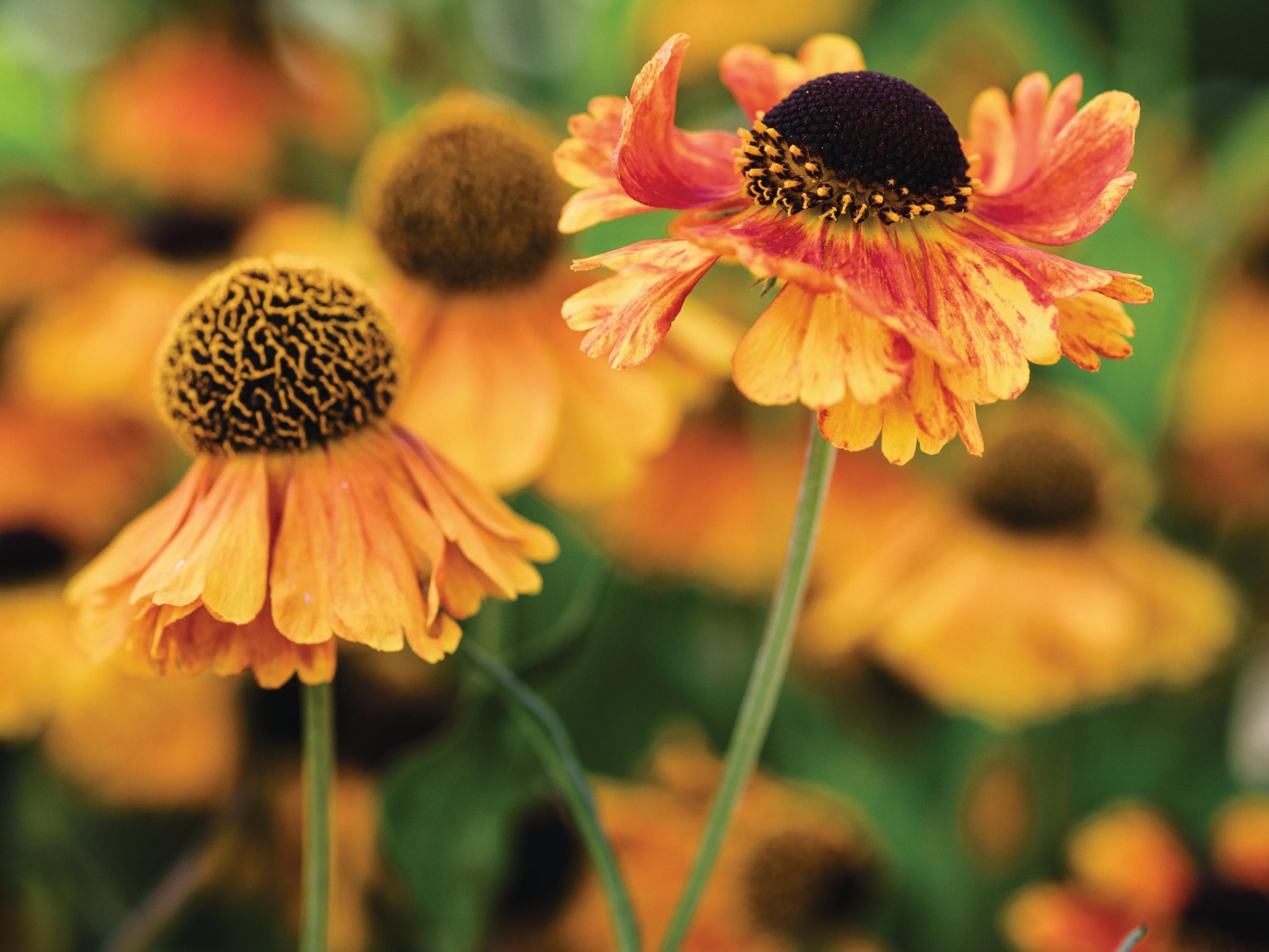 Orange flowers