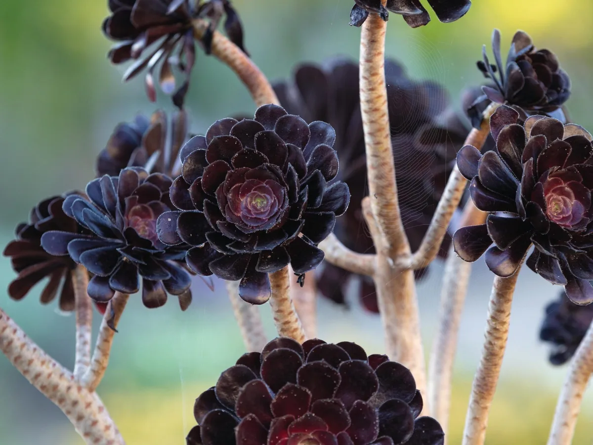 Aeonium ‘Zwartkop’ Aeonium ‘Zwartkop’