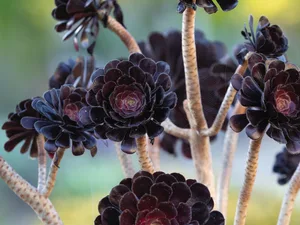 Aeonium ‘Zwartkop’ Aeonium ‘Zwartkop’