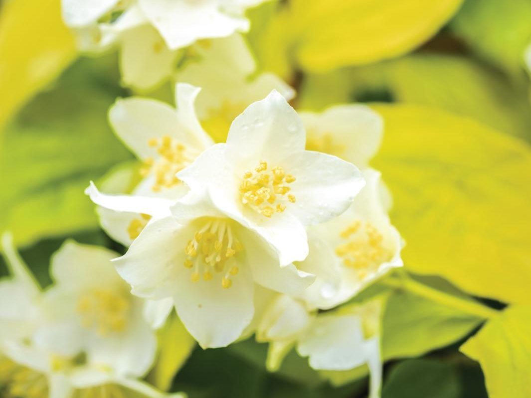 White flower