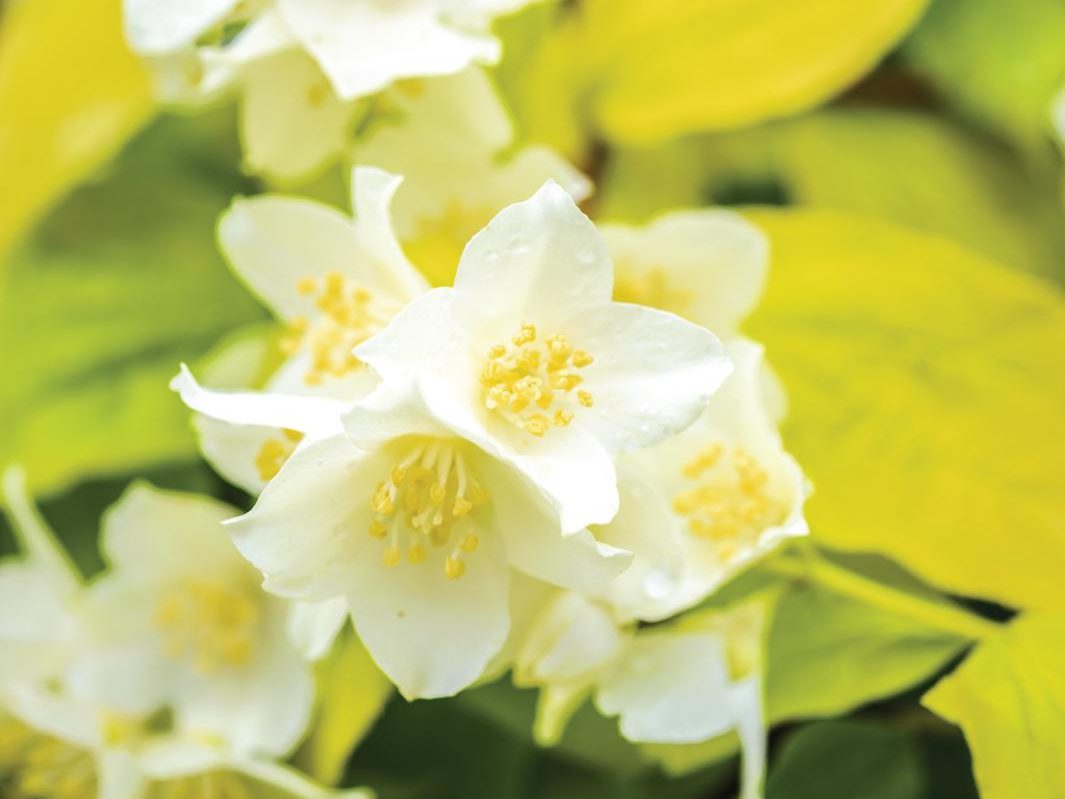 White flower