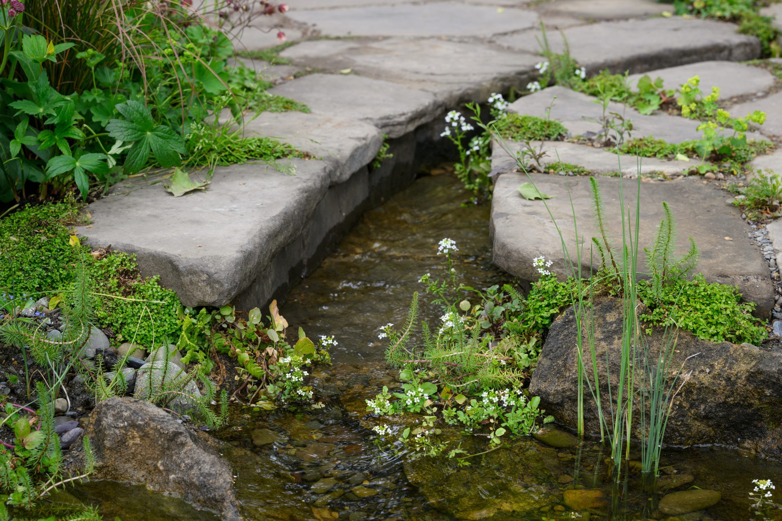 Stream in a garden