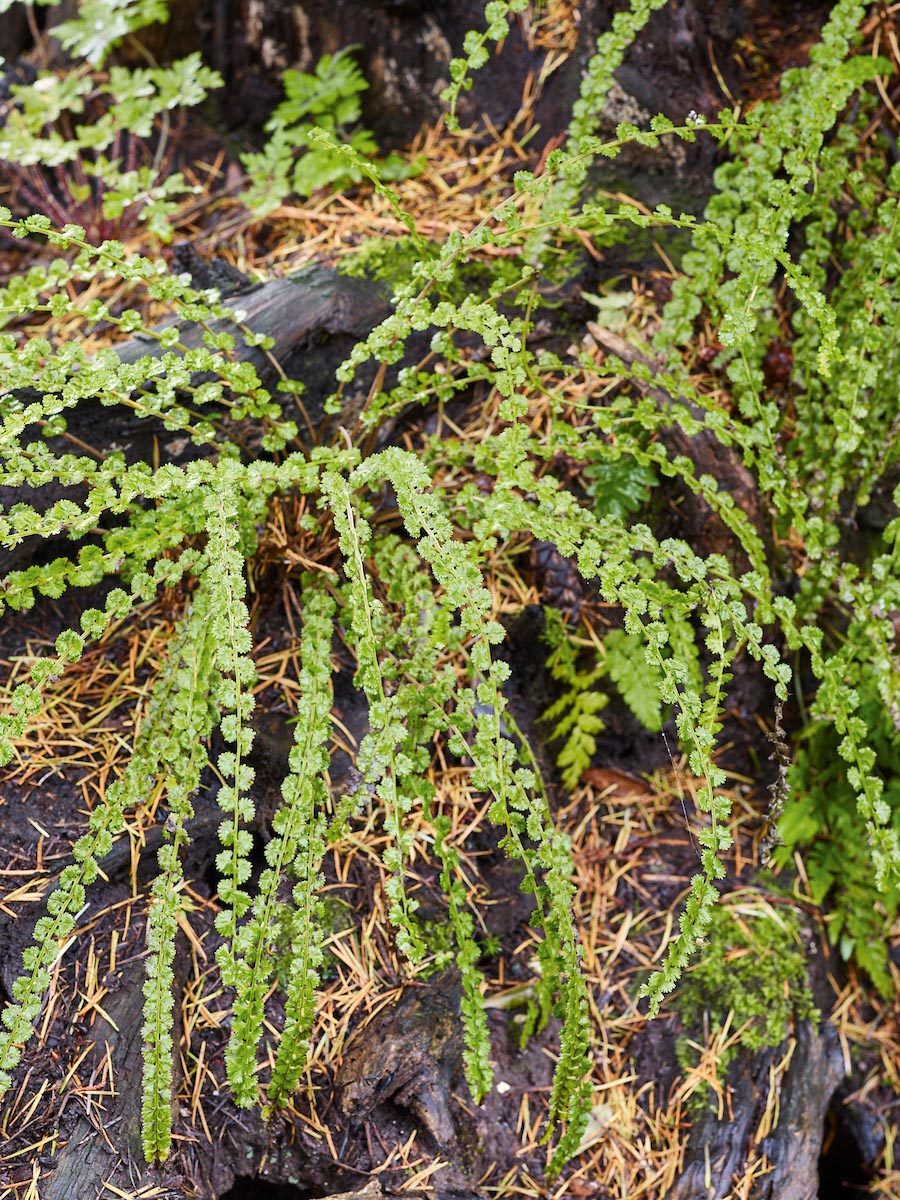 Fern: Athyrium filix-femina ‘Frizelliae’