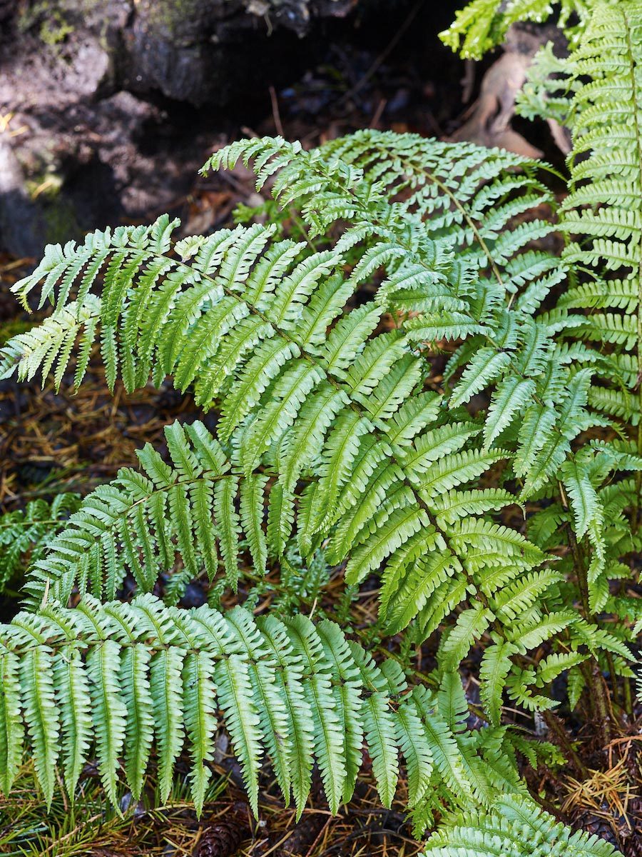 Dryopteris filix-mas ‘Revolvens’