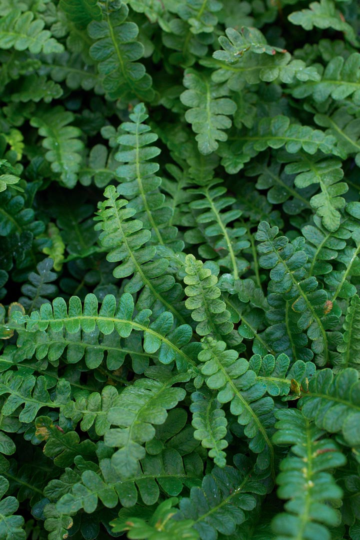 Blechnum penna-marina