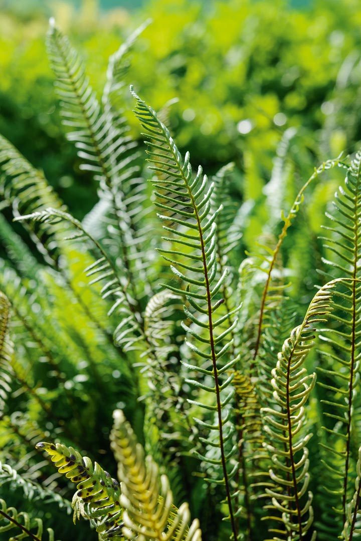 Blechnum spicant
