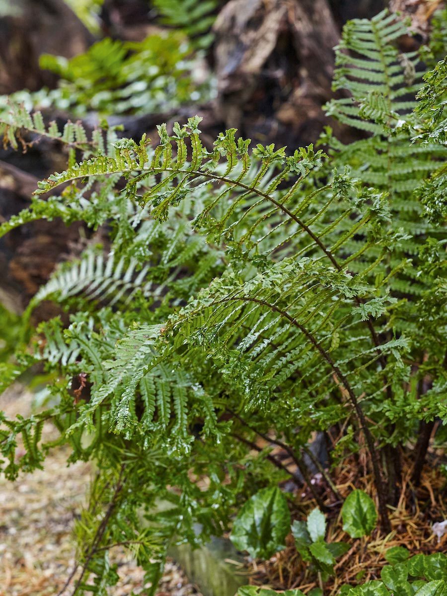 Fern: Dryopteris filix-mas ‘Crispa Cristata’