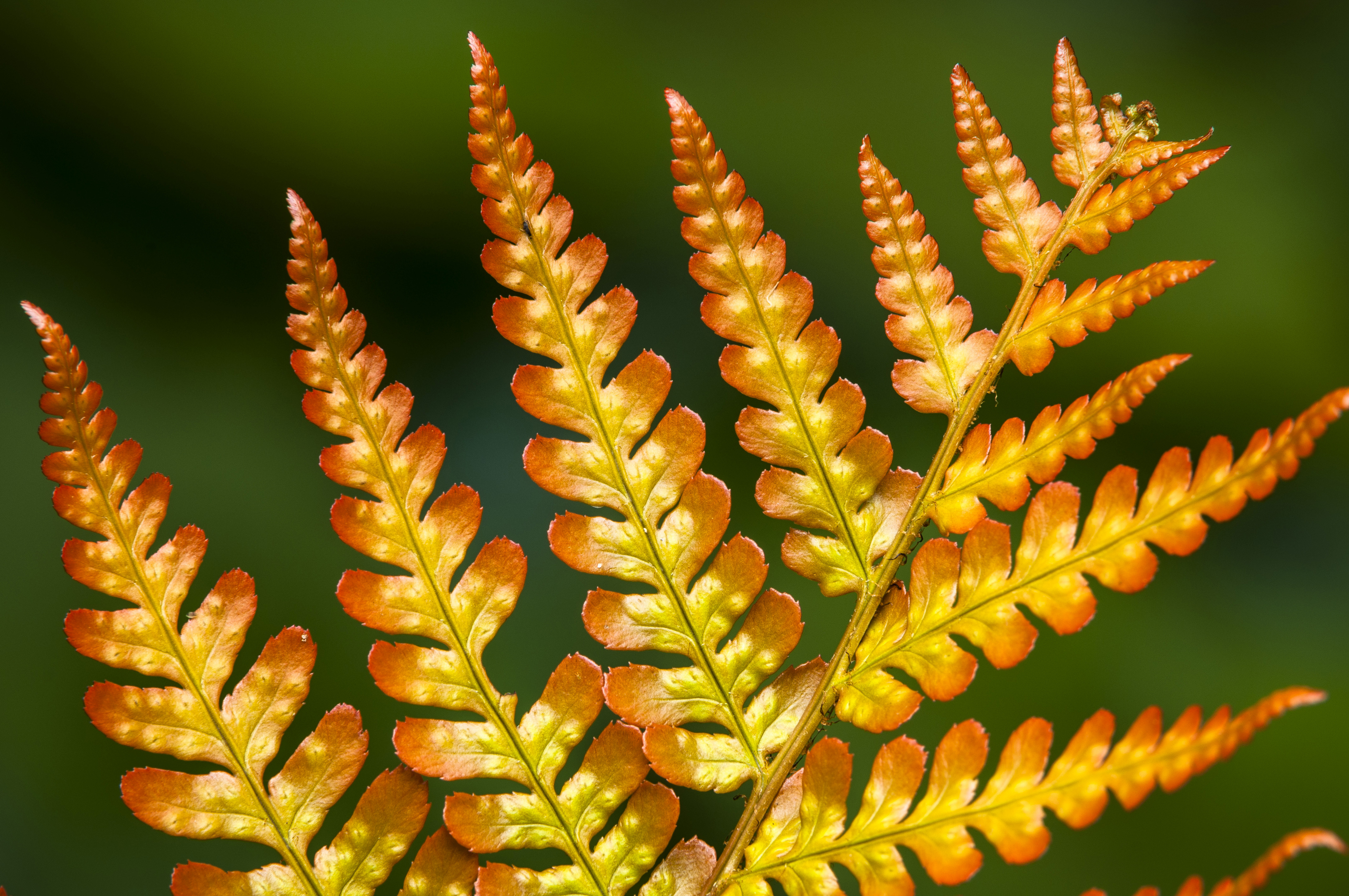 Dryopteris erythrosora