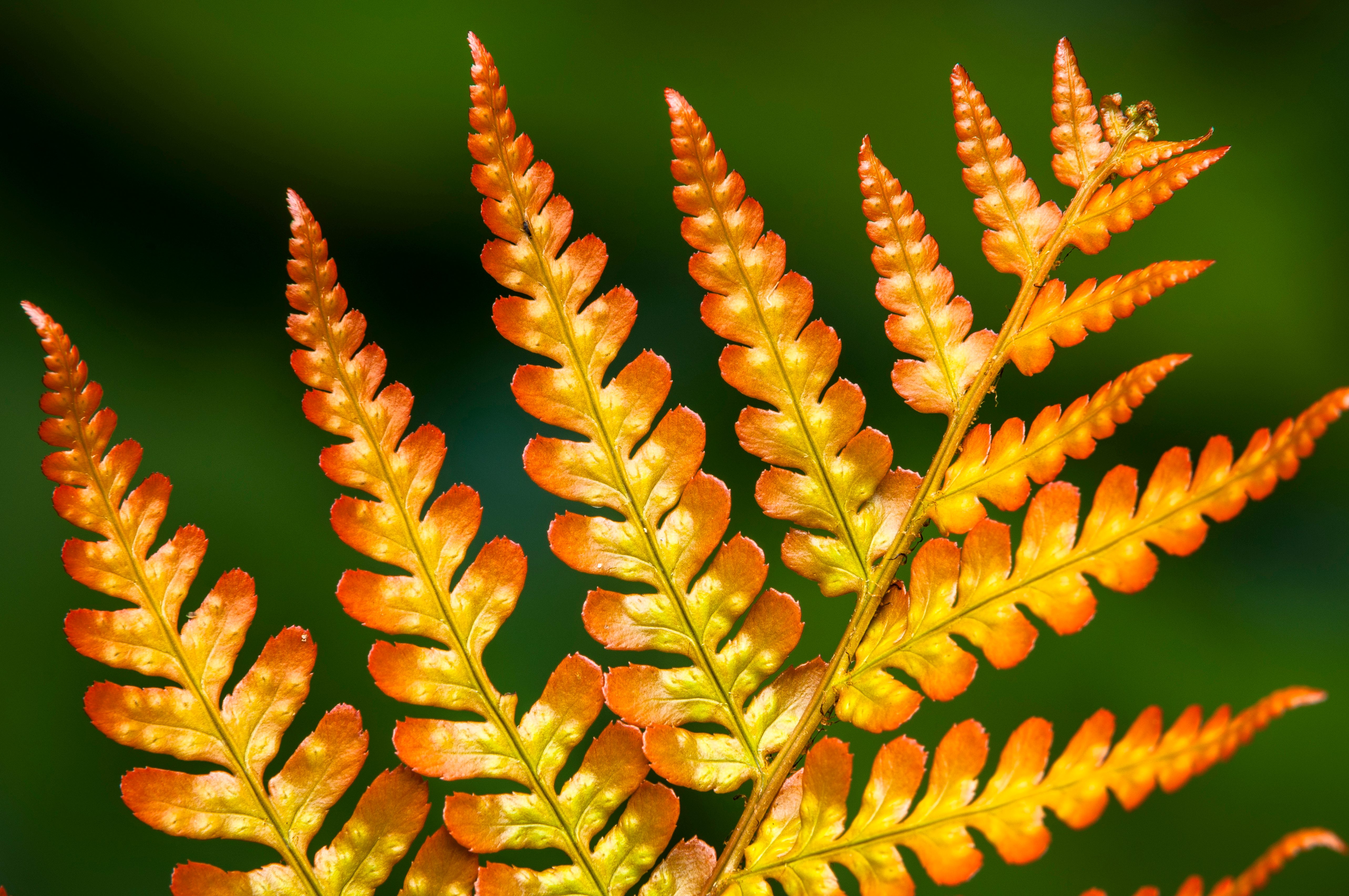 Dryopteris erythrosora