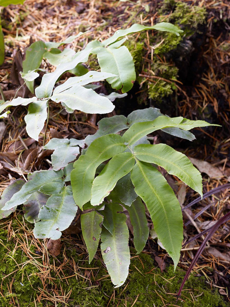 Fern: Dryopteris sieboldii