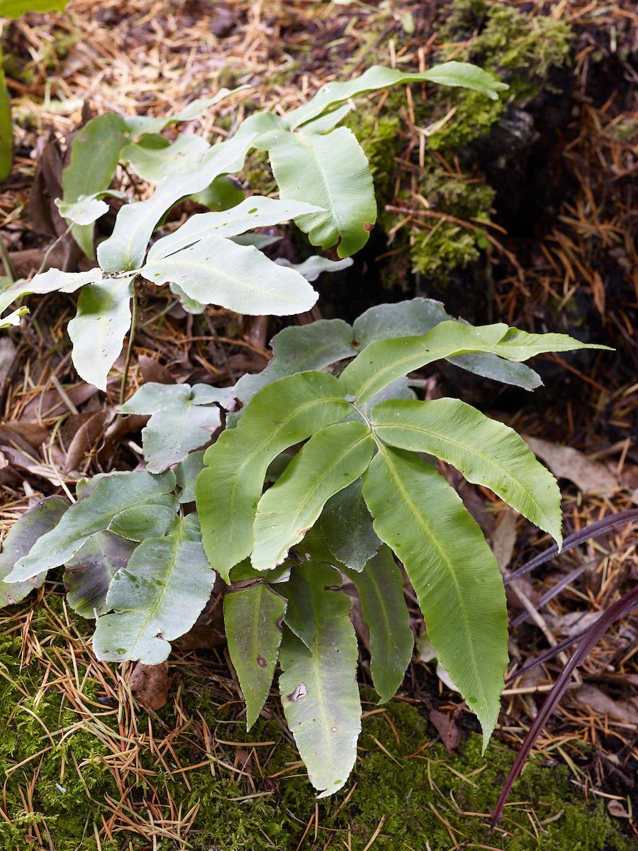 Fern: Dryopteris sieboldii