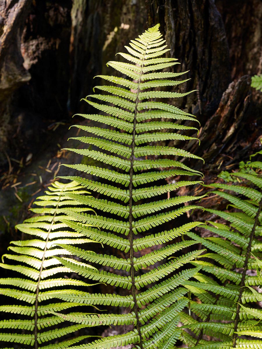 Fern: Dryopteris wallichiana