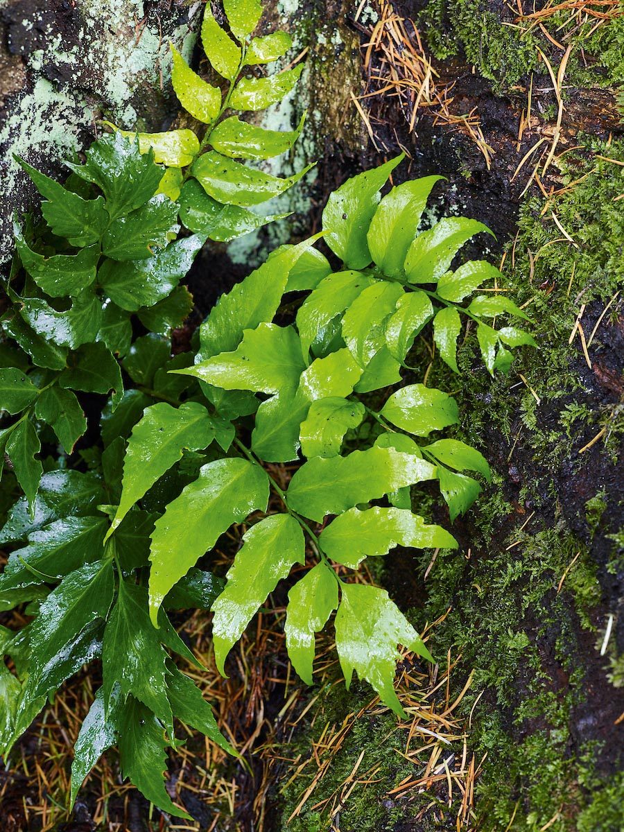 Cyrtomium falcatum ‘Rochfordianum’