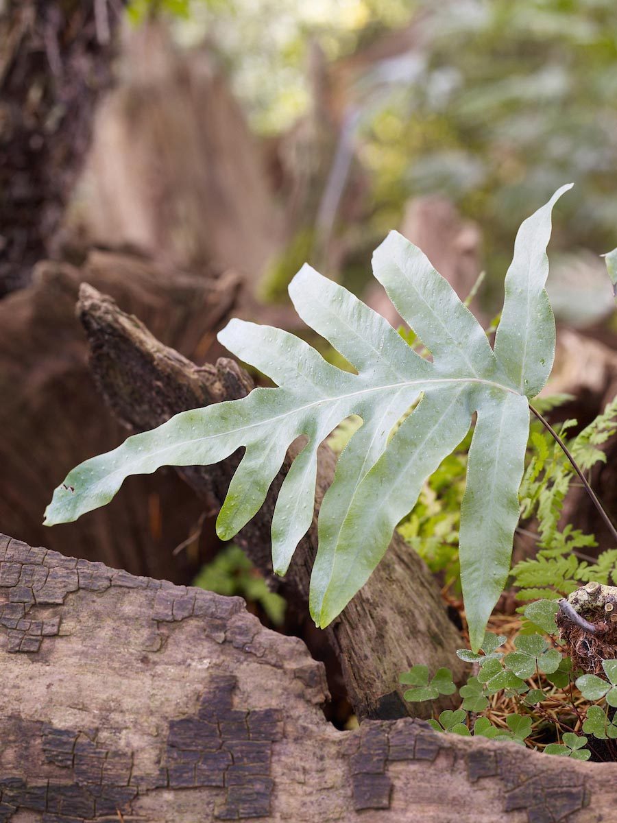 Fern: Phlebodium aureum ‘Blue Star’