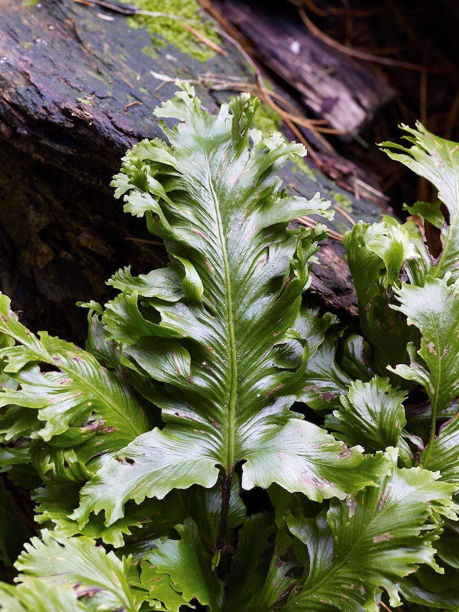 Fern: Asplenium scolopendrium Cristatum Group