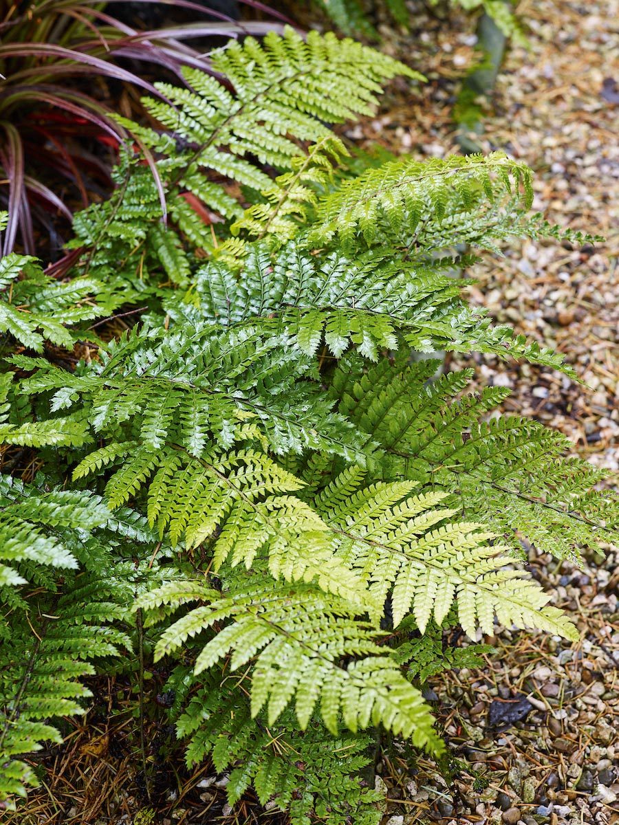 Propagating ferns: how to grow ferns