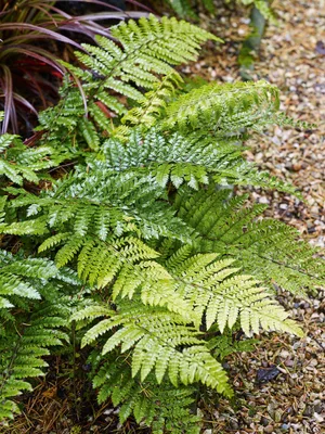 Propagating ferns: how to grow ferns Propagating ferns: how to grow ferns