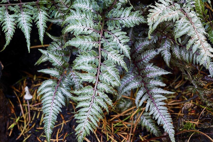 Athyrium niponicum var. pictum