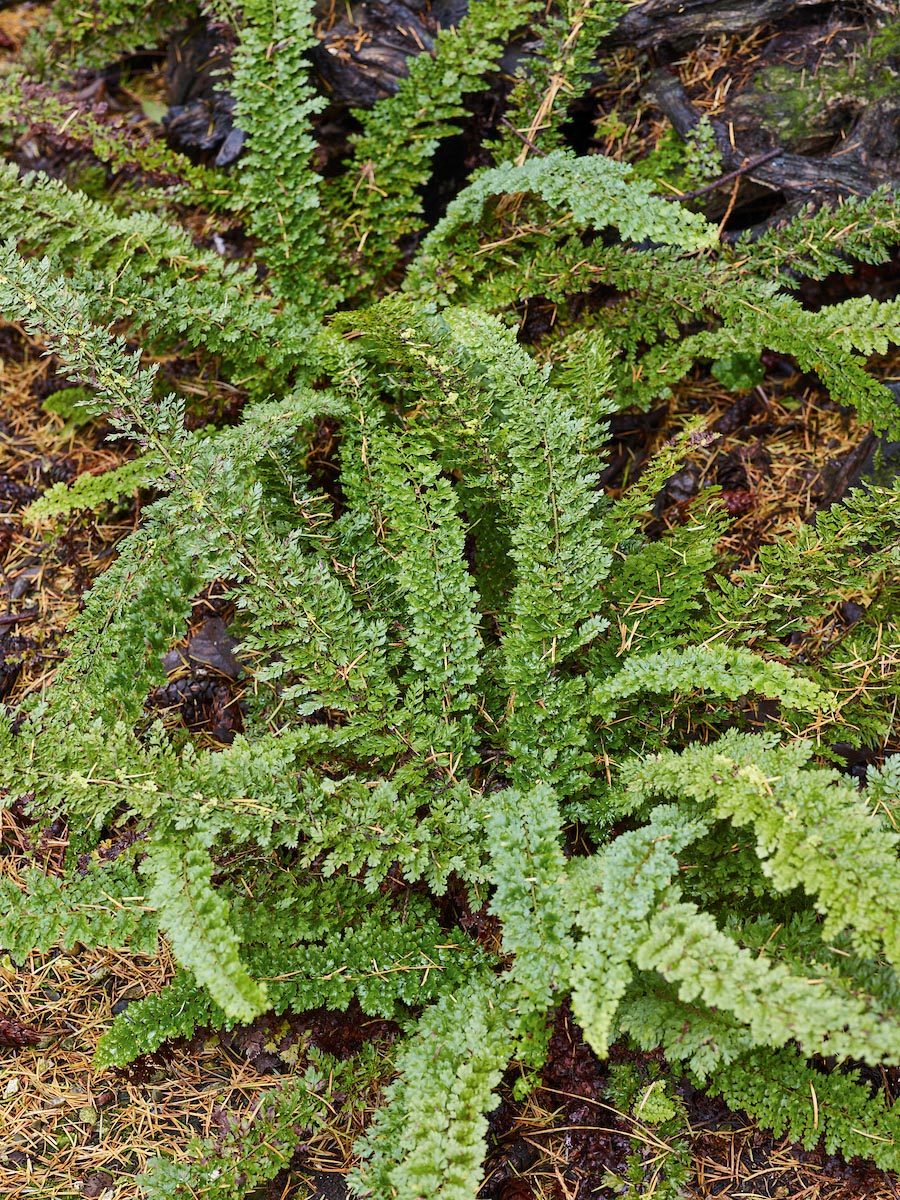 Fern: Polystichum setiferum ‘Smith’s Cruciate’