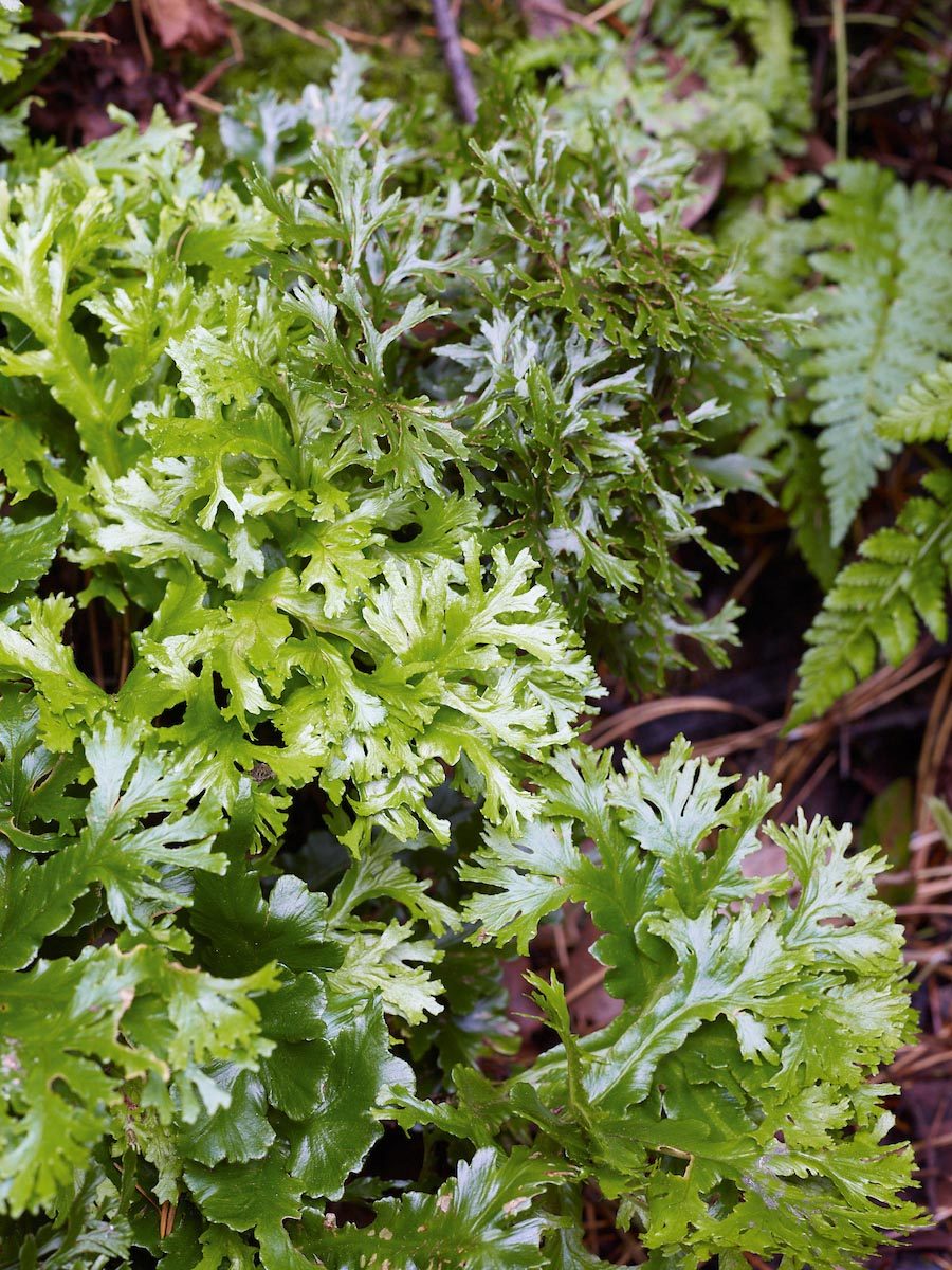 Fern: Asplenium scolopendrium Ramomarginatum Group