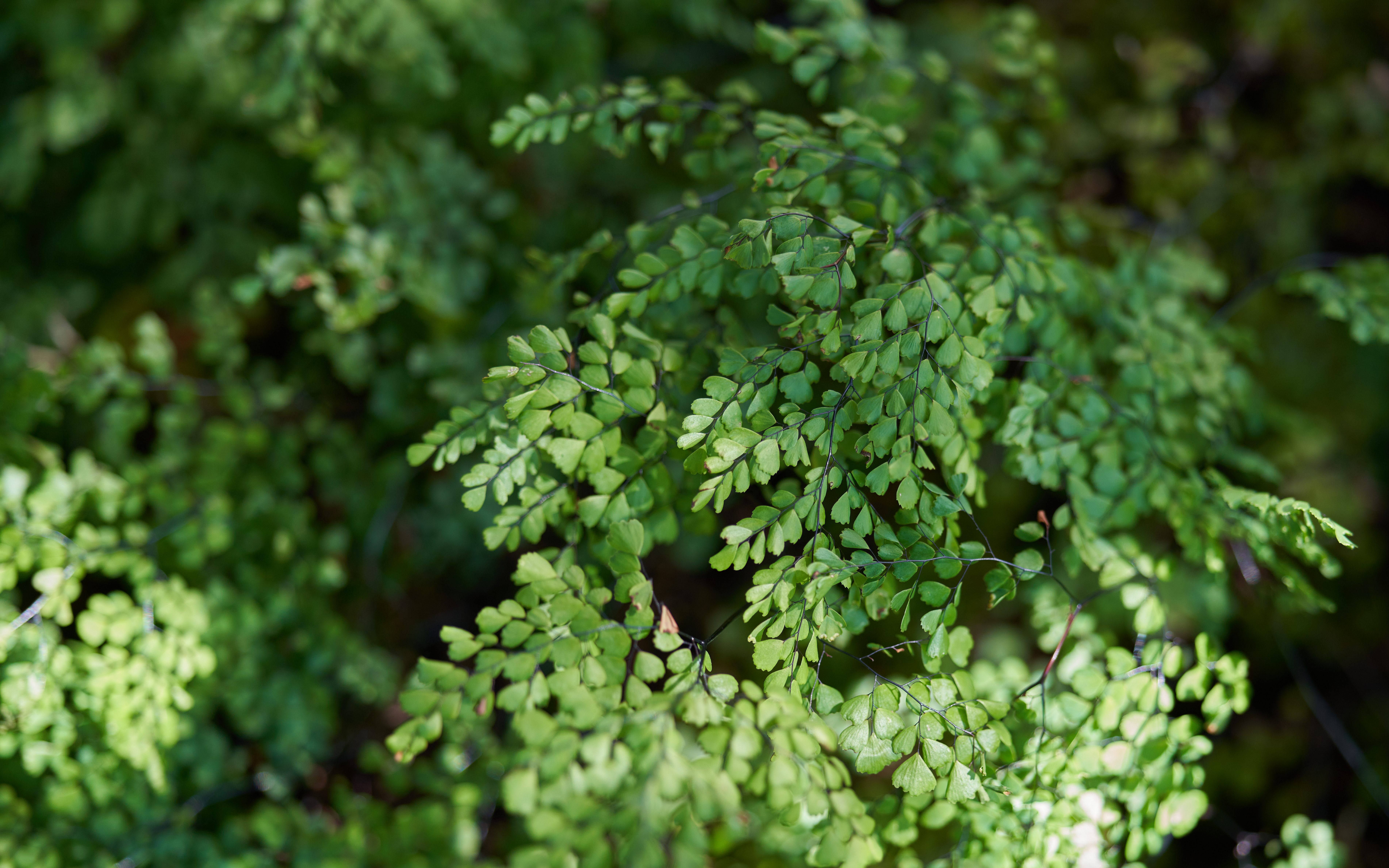 Adiantum venustum