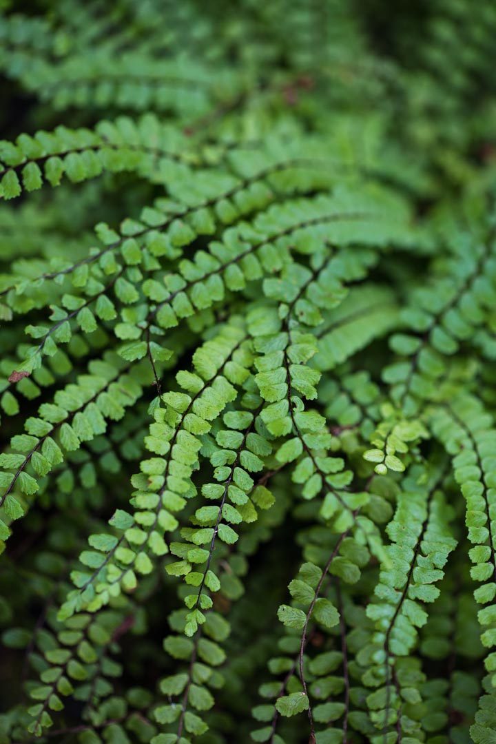 Asplenium trichomanes