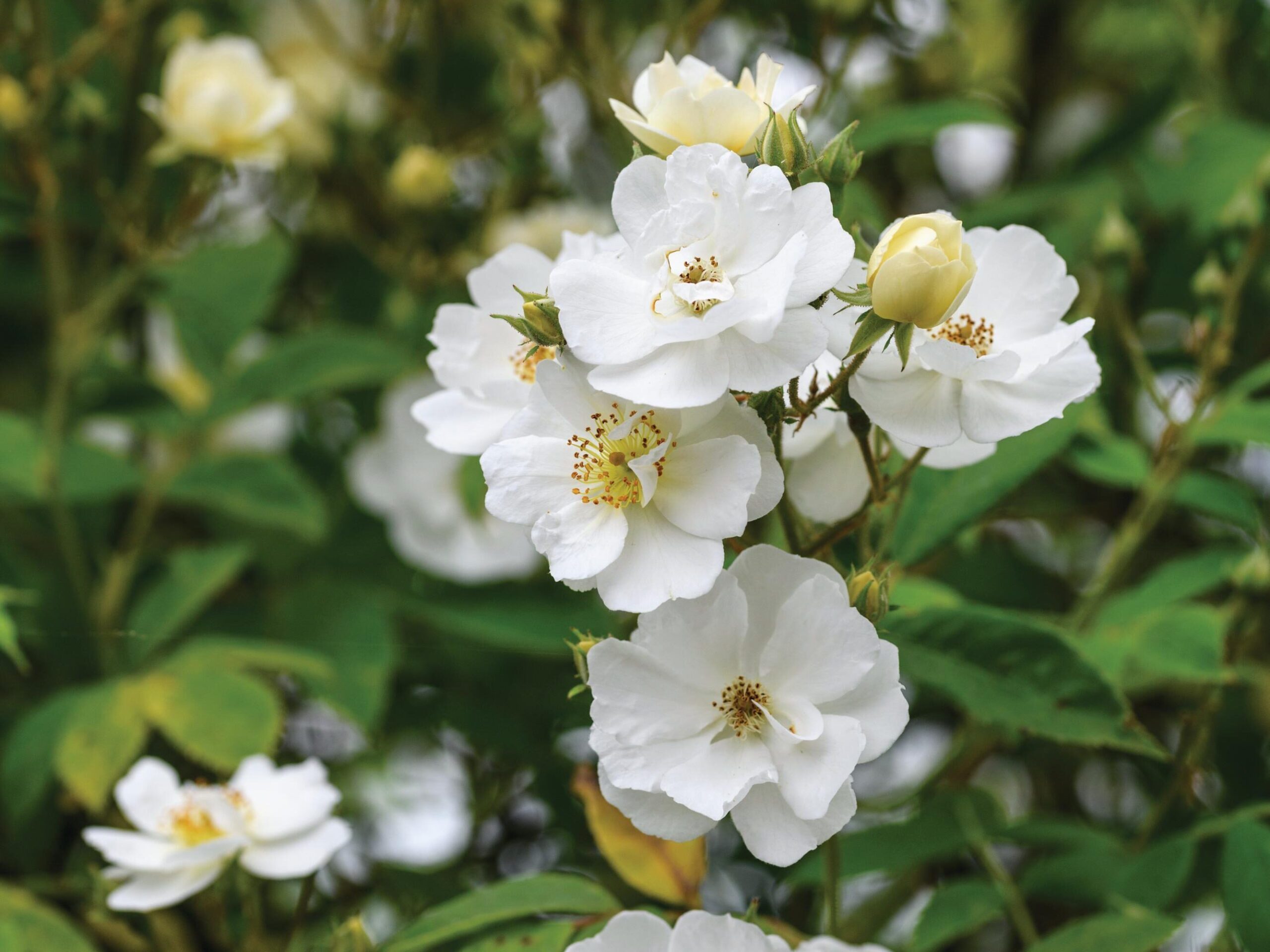 Rosa ‘Rambling Rector’ A vigorous rambler with large heads of white, semi double, strongly fragrant flowers followed by small orange hips. 7m x 7m. AGM. RHS H6, USDA 5a-9b.