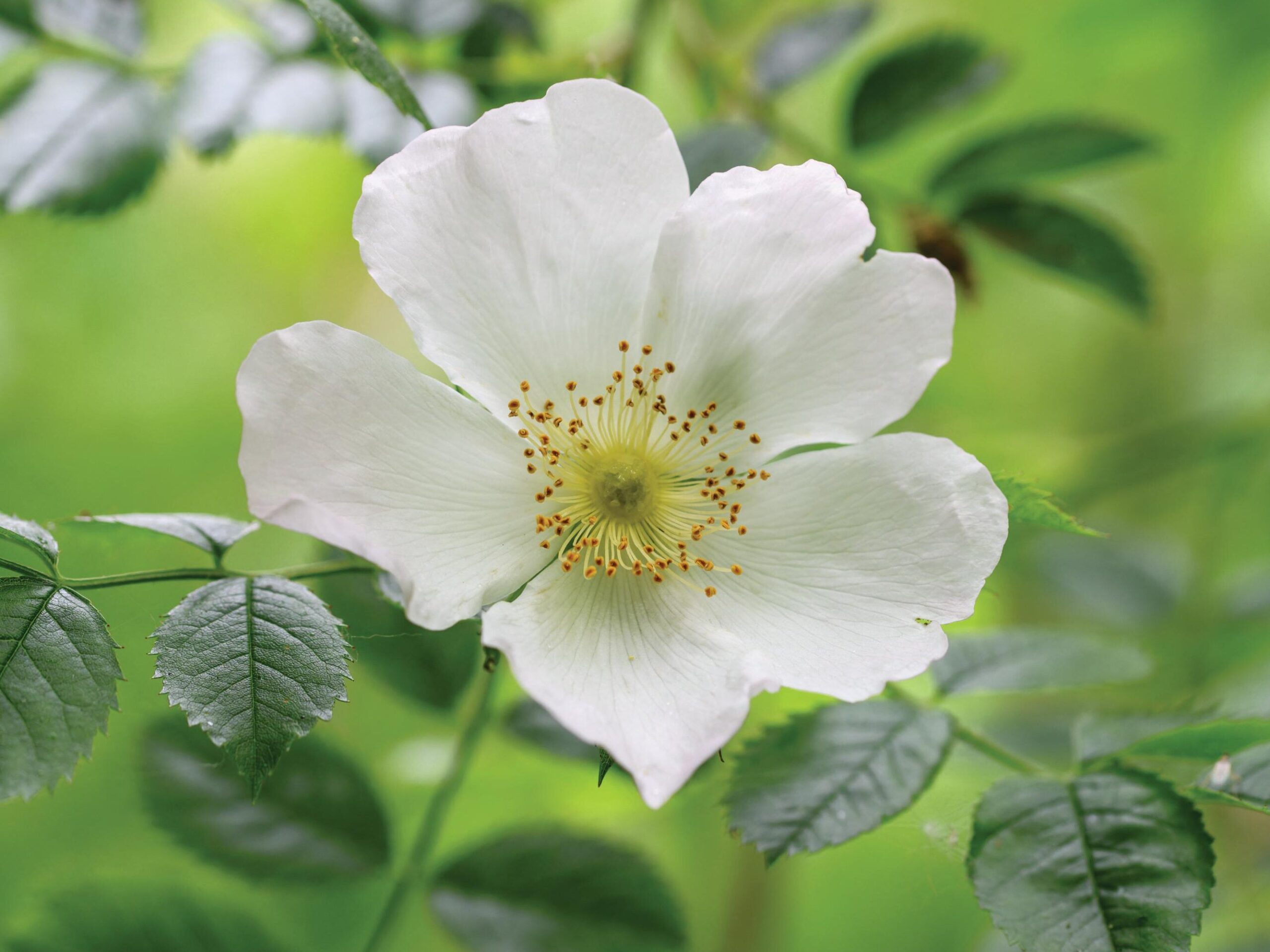 Rosa Kew Gardens (= ‘Ausfence’) A particularly tough rose that grows and flowers well even in the shade. It is completely thornless. Excellent in a border or as a hedge. 1.25m x 1.25m. AGM. RHS H6, USDA 5a-9b.