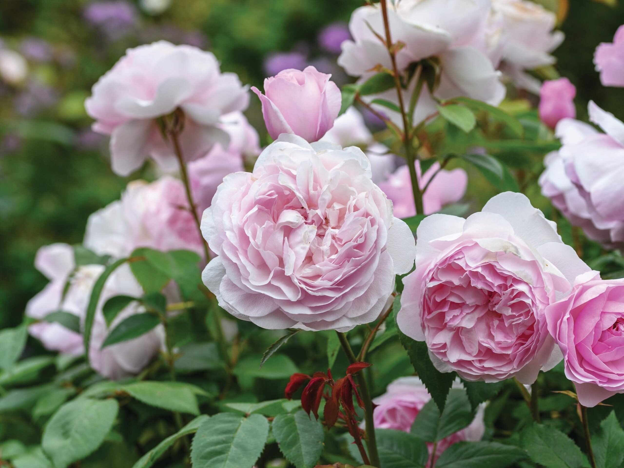 Rosa Olivia Rose Austin (= ‘Ausmixture’) A particularly healthy cultivar with large, very double, soft pink flowers. It repeat flowers very quickly and has a light fruity scent. Height and spread: 1.25m x 1m. RHS H6, USDA 5a-9b†.