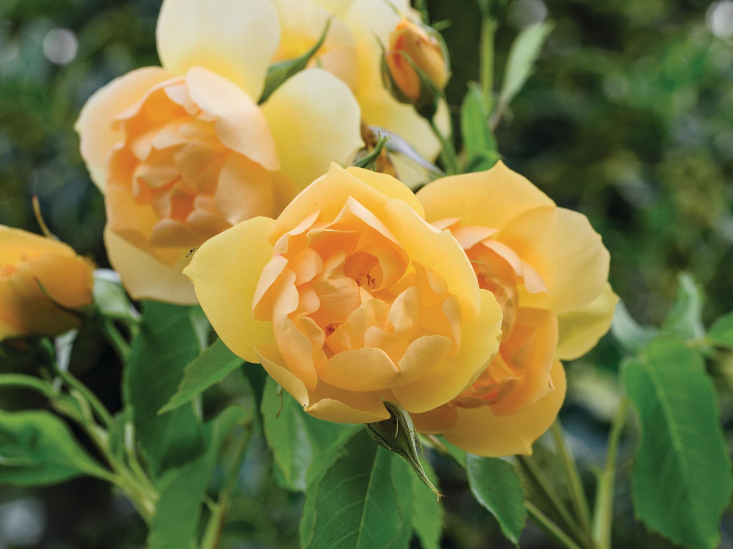 Rosa Buttercup (= ‘Ausband’) One of the most deliciously fragrant of all roses. The flowers are a rich yellow and loosely cupped. It repeat flowers well. 1.5m x 1.5m. RHS H6, USDA 5a-9b.