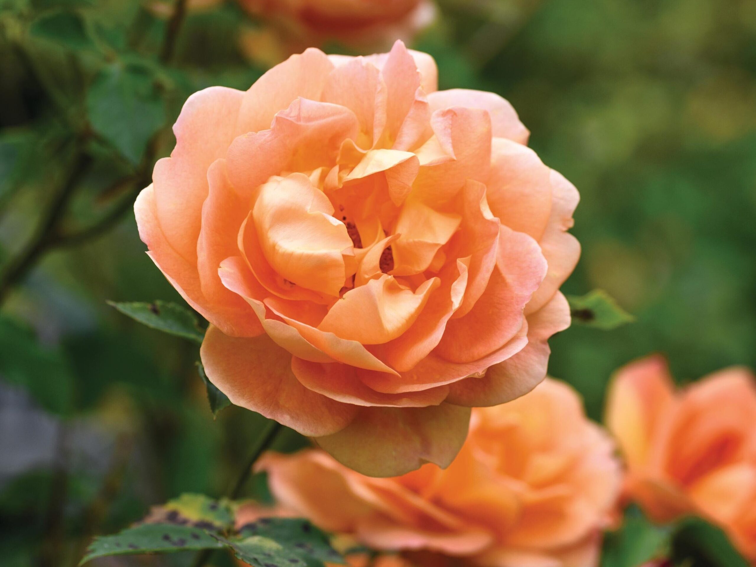 Rosa Lady of Shalott (= ‘Ausnys’) One of the best English shrub roses with large apricot-orange blooms that are produced very freely. 1.5m x 1.5m (can also grow as a climber to more like 3m). AGM*. RHS H6, USDA 5a-9b.