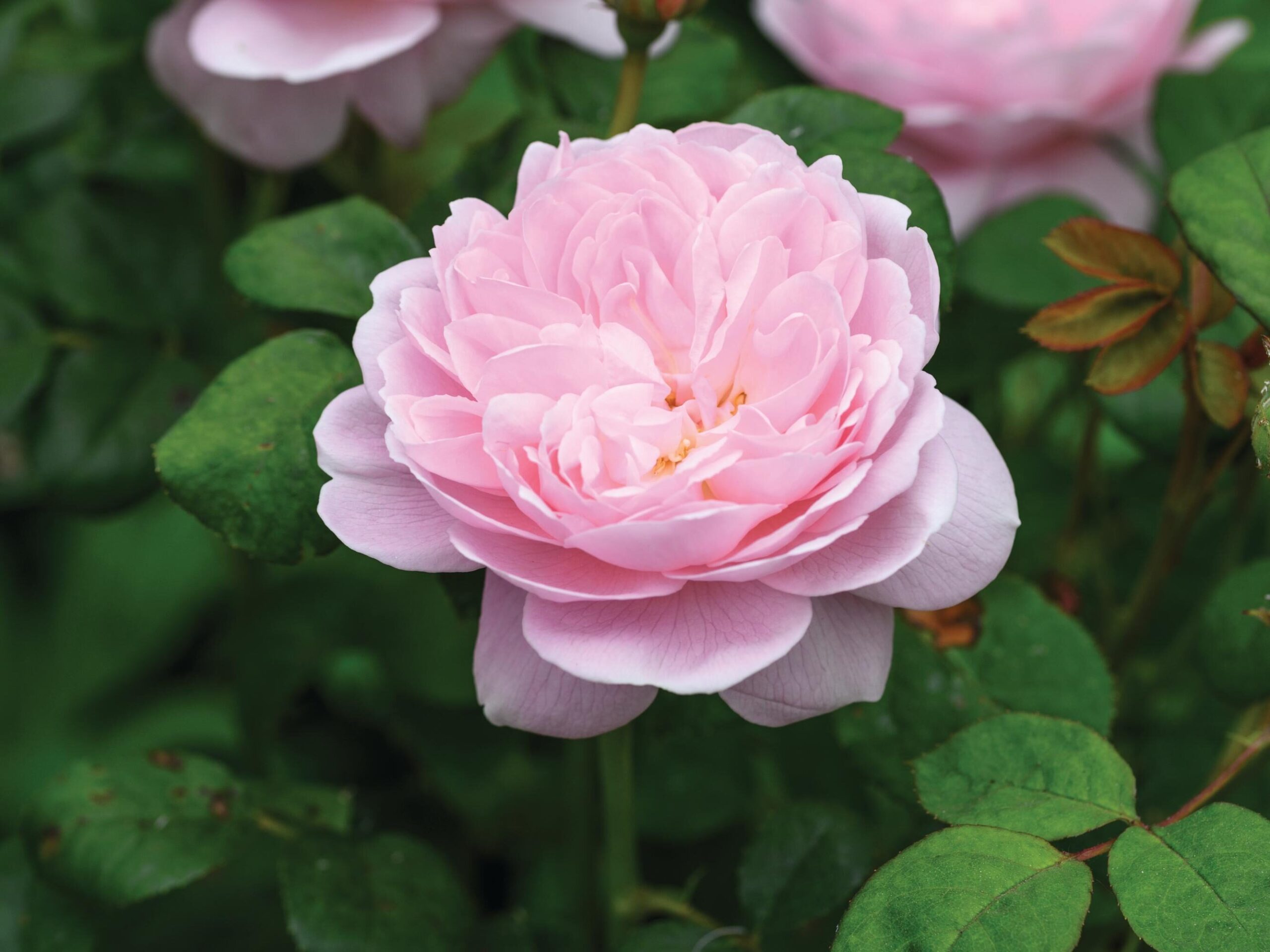 Rosa Queen of Sweden (= ‘Austiger’) A particularly upright English shrub rose with very neat, light pink, cup-shaped blooms. Good as a cut flower. Light myrrh fragrance. 1.25m x 75cm. RHS H6, USDA 5a-9b.