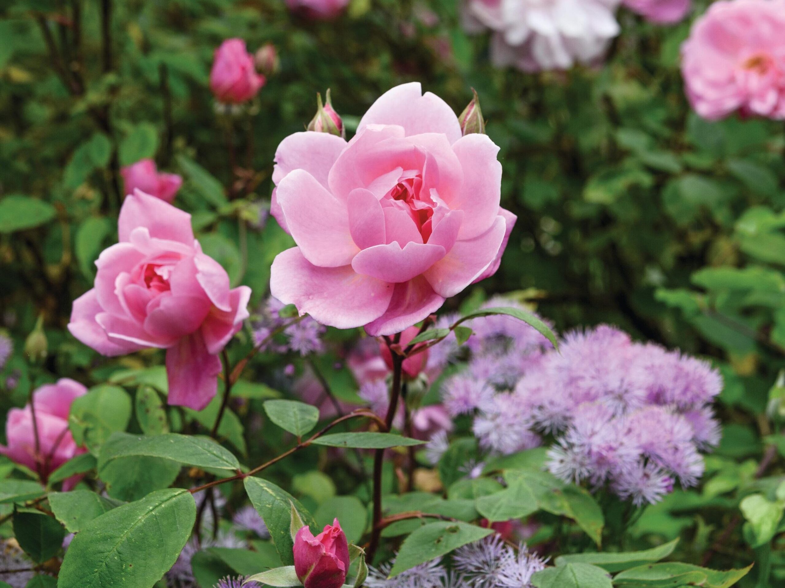 Rosa Mary Delany (= ‘Ausorts’) A repeat-flowering English climbing rose with fragrant, soft-pink, semi-double flowers. Ideal for walls or large, robust obelisks. Very few thorns. 3.5m x 2m. AGM. RHS H6, USDA 5a-9b.