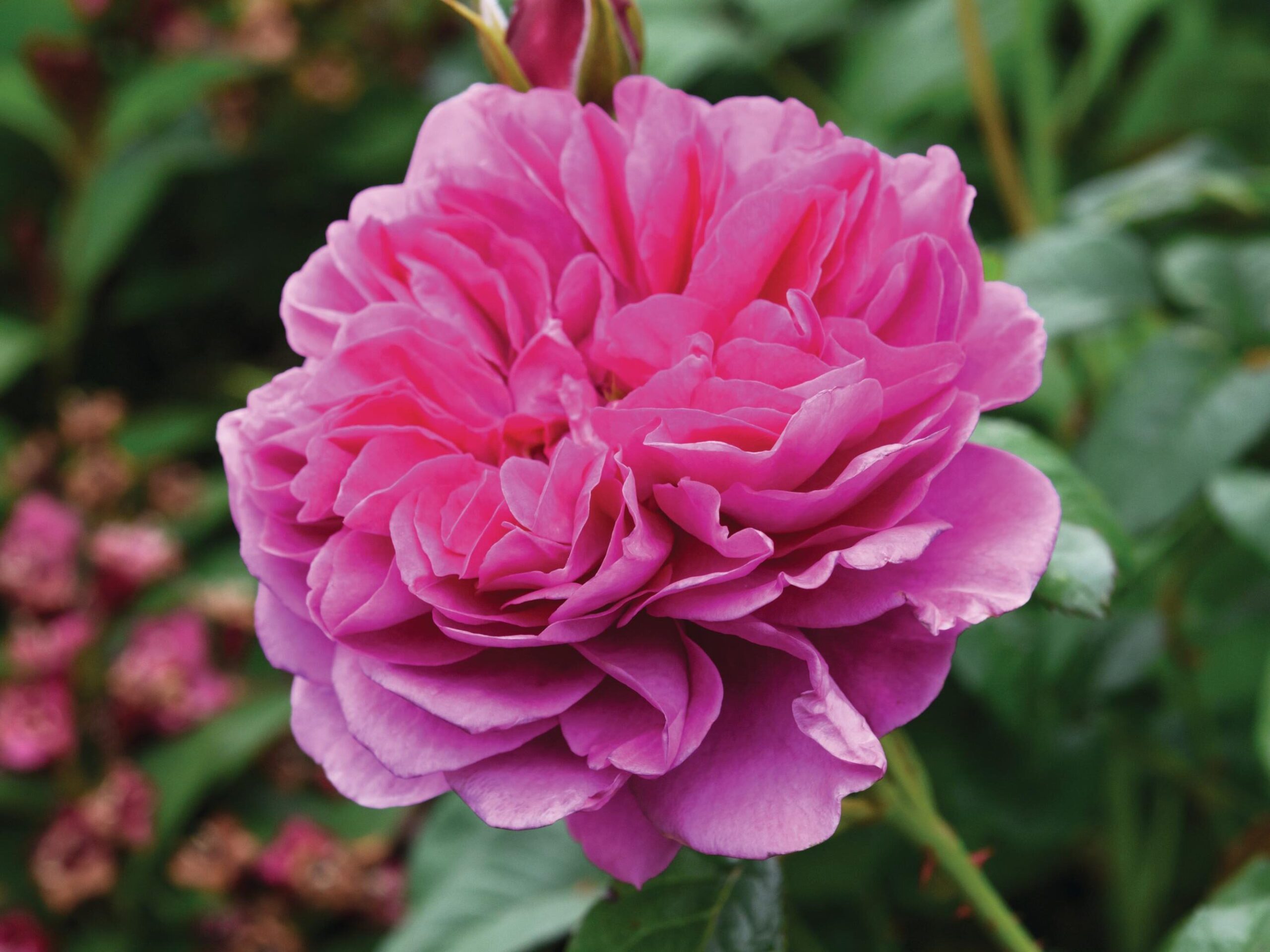 Rosa Princess Anne (= ‘Auskitchen’) A fragrant English shrub rose, with deep-pink flowers that fade to a rich pink. 1.2m x 1m. RHS H6, USDA 5a-9b.