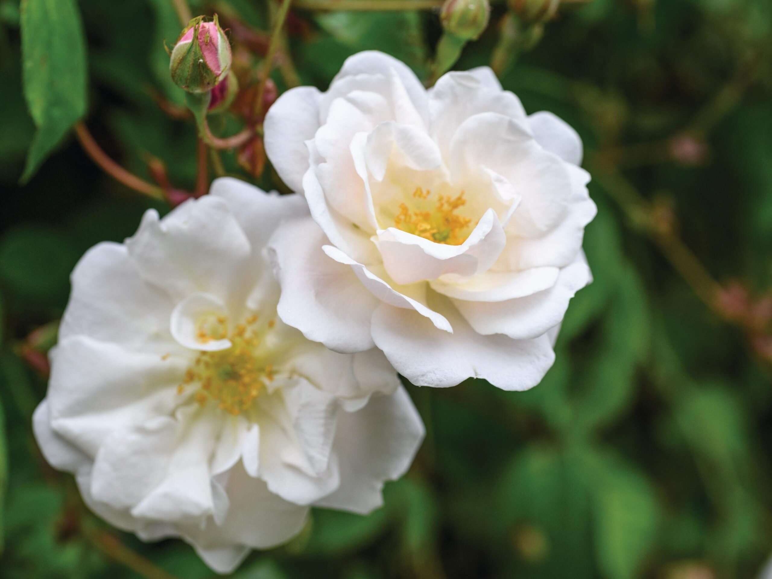 Rosa ‘Adélaïde d’Orléans’ One of the most beautiful ramblers. Pink buds open up into semi-double, pure-white blooms. Very lax growth makes it easy to train. 6m x 4m. AGM. RHS H6, USDA 5a-9b.