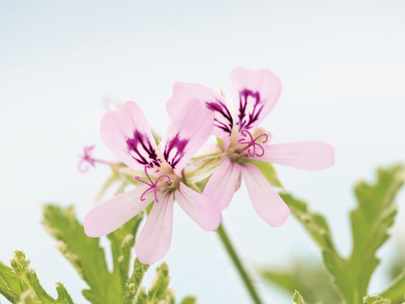 White flowers with purple colouring