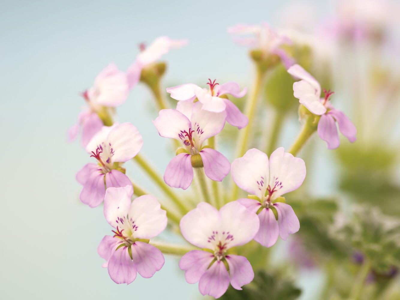 White-purple flower