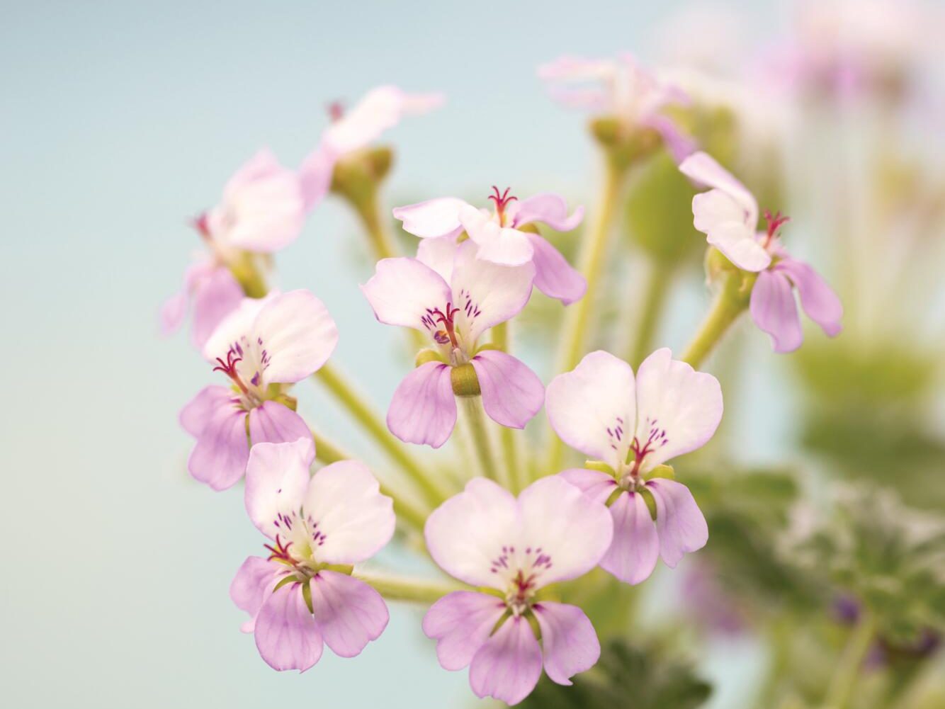 White-purple flower