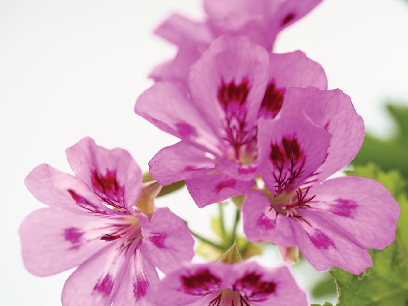 Pink and purple flower