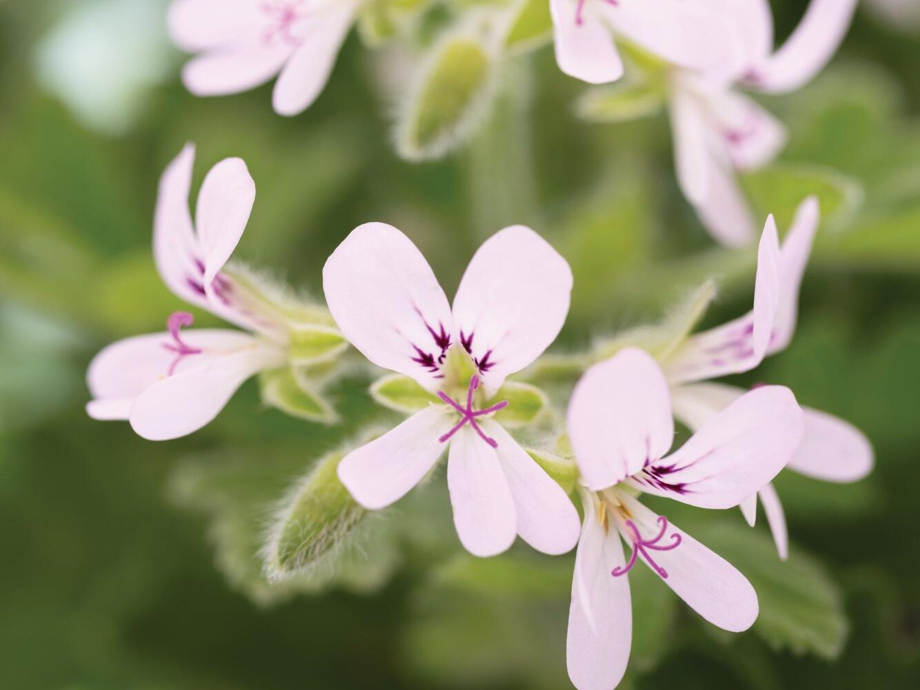 White flower with purple marks