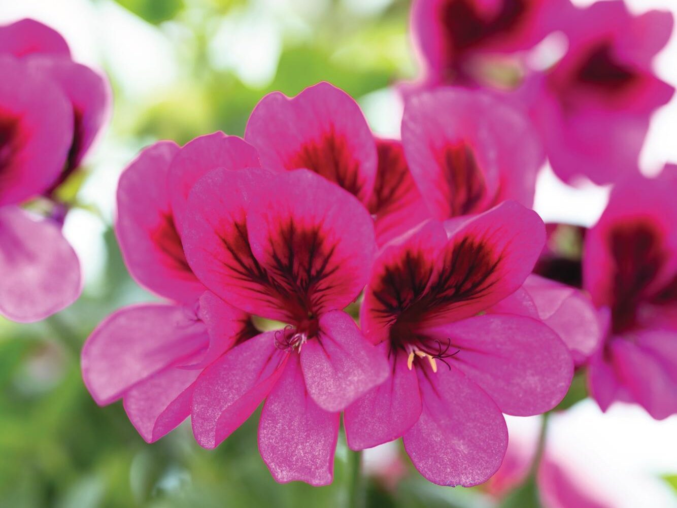 Purple pink plant