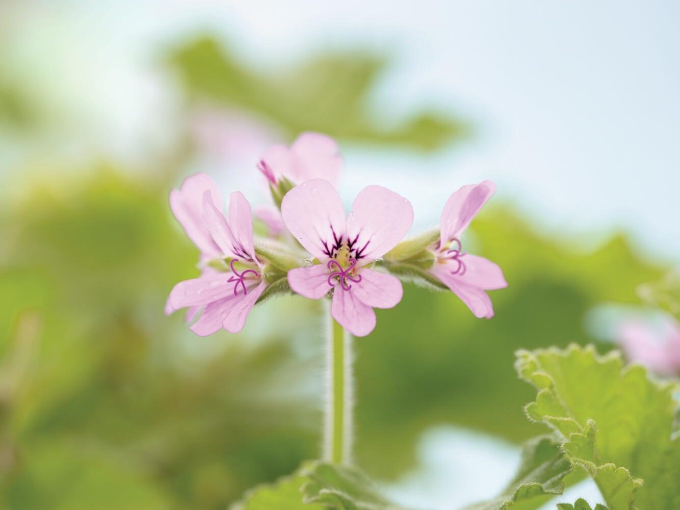 Pink flowers