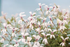 Pelargonium trifidum A white flower with pink colouring