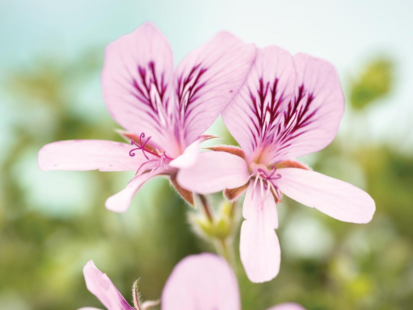 White and purple flowers