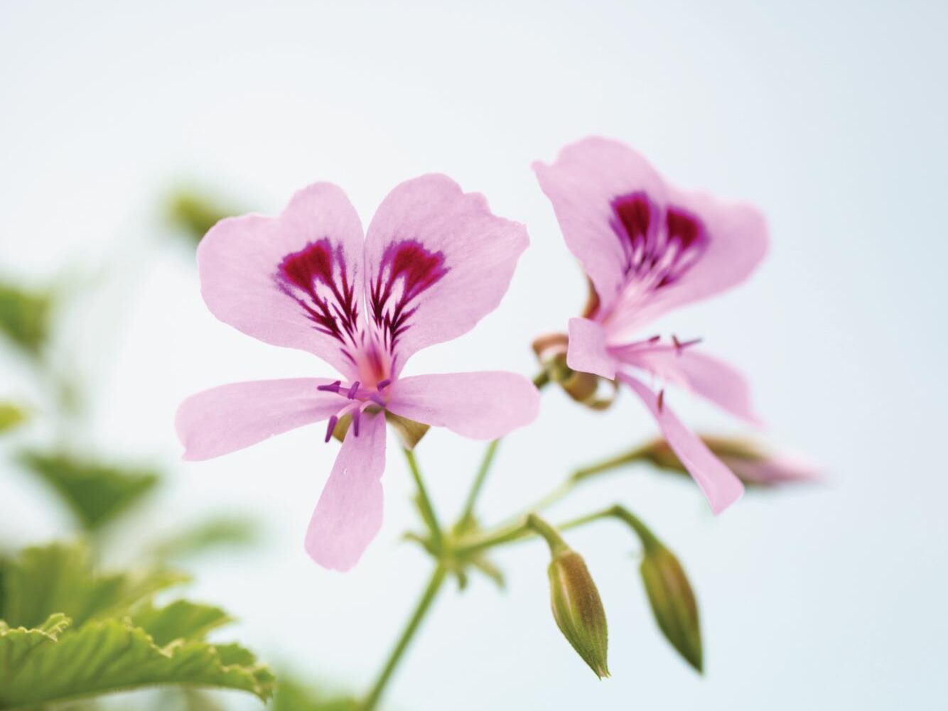 Pink flower with purple markings