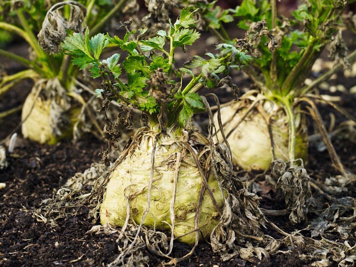 Three celeriac growing in the ground with green tops showing