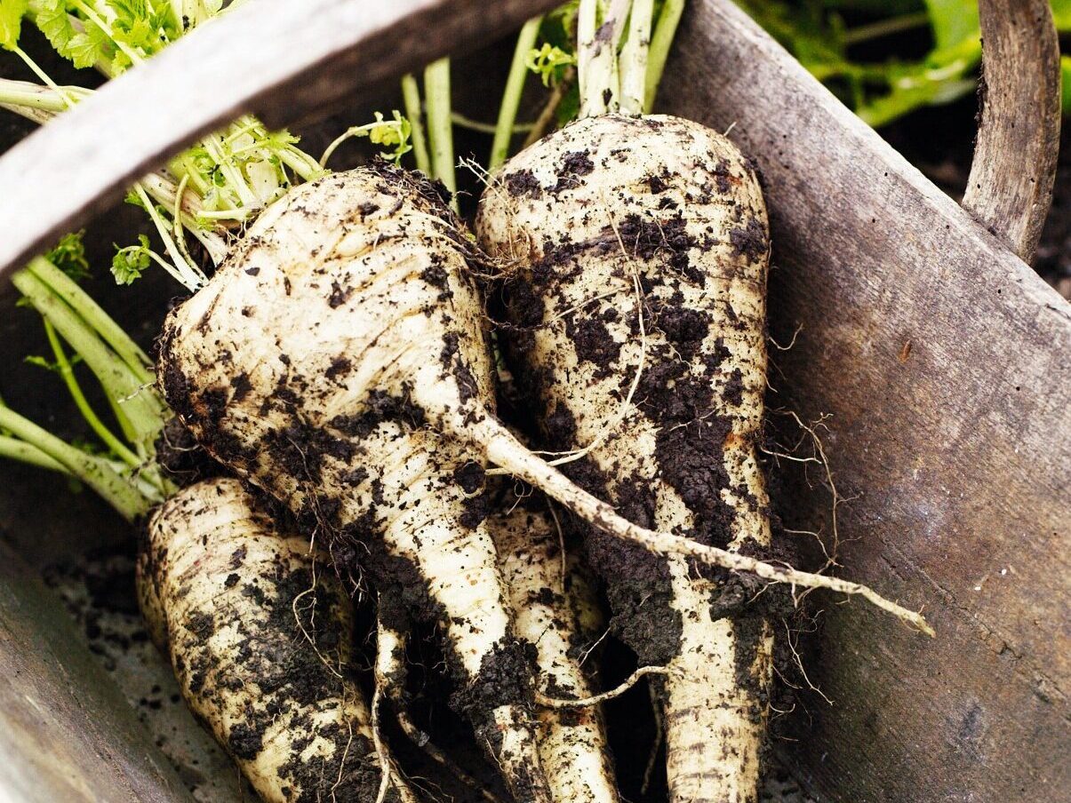 Unwashed harvested parsnips in a garden trug