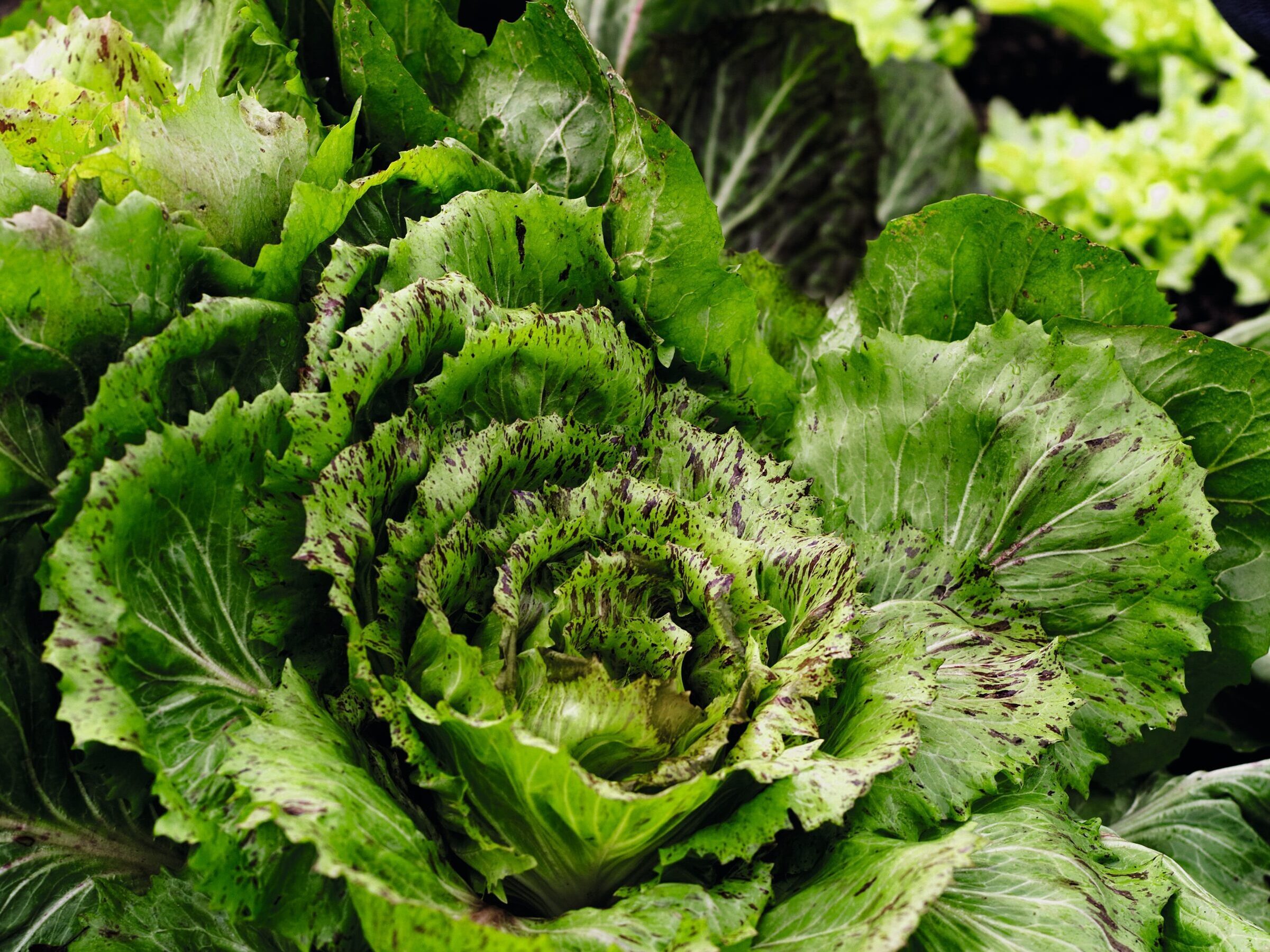 Chicories