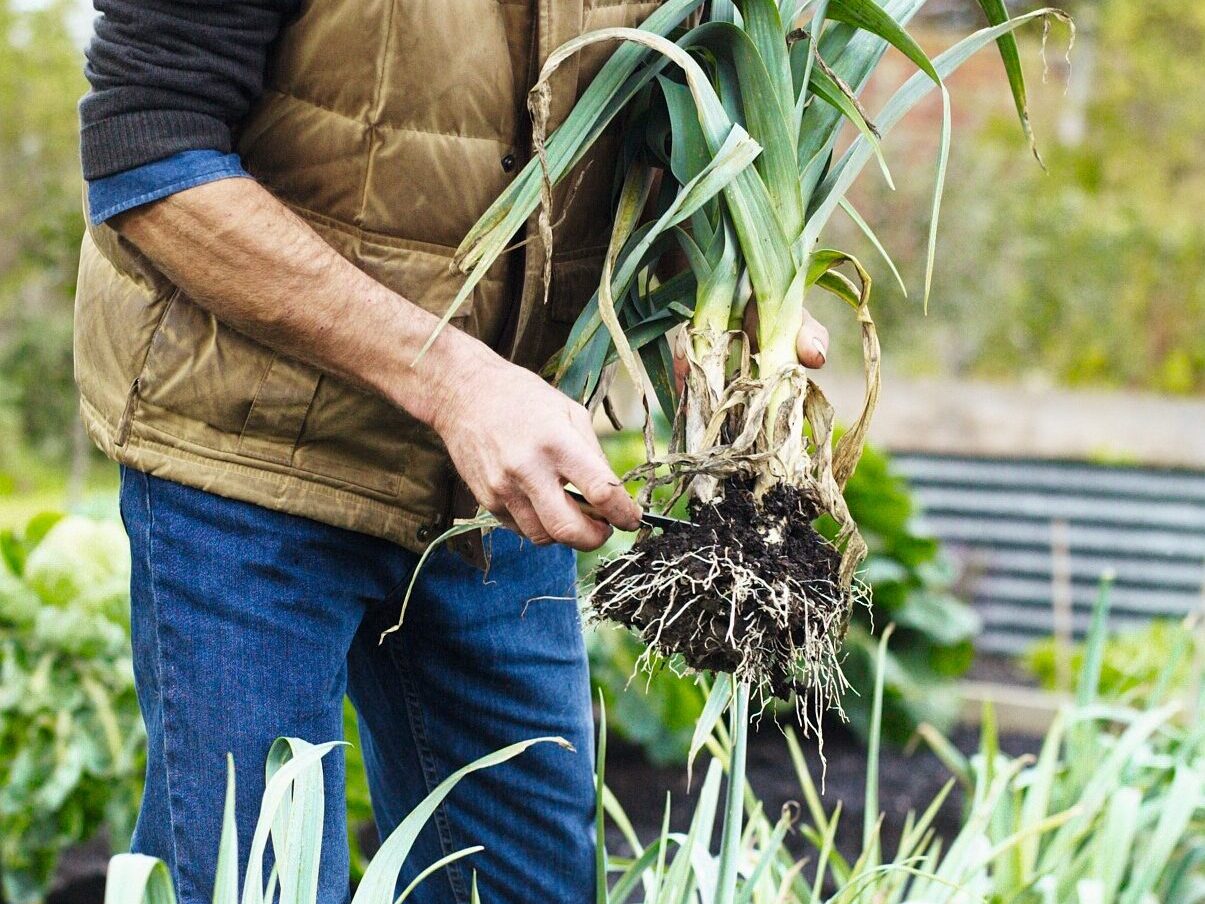 Leeks just pulled from the ground, roots about to be cut off