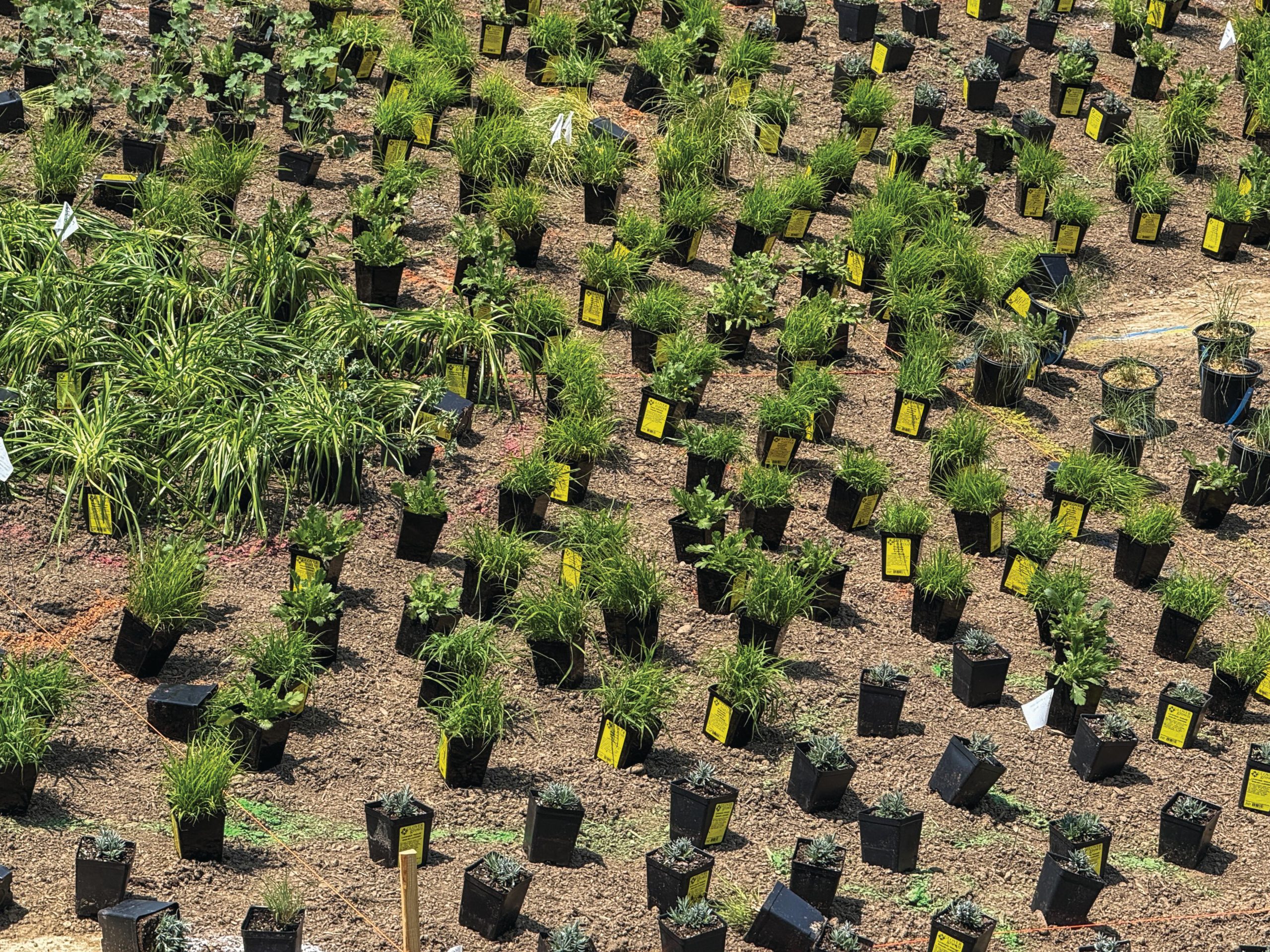 Plants in pots